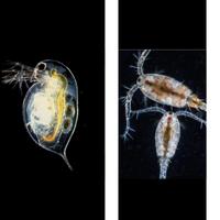 daphnia ed copepodi cibo vivo per acquario dolce 