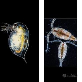 daphnia ed copepodi cibo vivo per acquario dolce 
