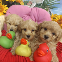 (Malt)-Maltese-(Poo)-Barboncino--Maltipoo Cuccioli