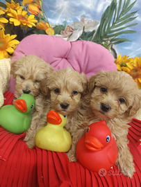 (Malt)-Maltese-(Poo)-Barboncino--Maltipoo Cuccioli