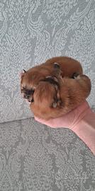 Spitz pomerania con pedigree ENCI