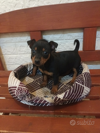 Pinscher nano