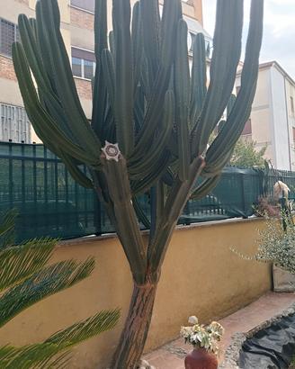 CACTUS DA COLLEZIONE 