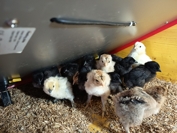 Pulcini ornamentali zona tortona