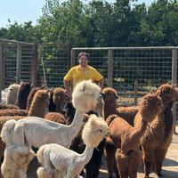 Alpaca per fattorie e agriturismo