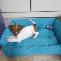 Cucciola di Jack Russell