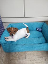 Cucciola di Jack Russell
