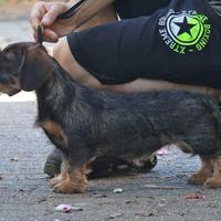 Cuccioli Bassotto Nano