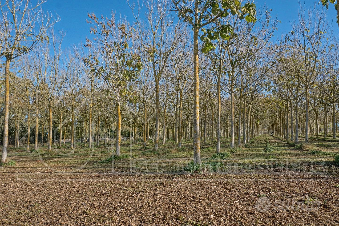 Terreno con progetto per villa con piscina - Vista 2
