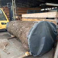 Tronco Cedro GIGANTE Ø145cm