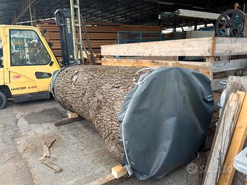 Tronco Cedro GIGANTE Ø145cm
