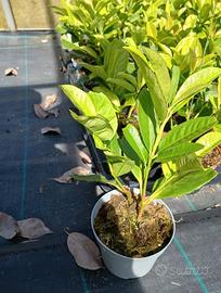 piante di lauro vaso 10