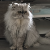 Gatto persiano per accoppiamento