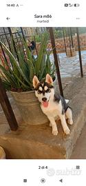 Adorabile cucciola Siberian Husky 