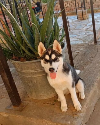 Adorabile cucciola Siberian Husky 