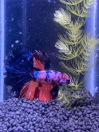 Betta koi