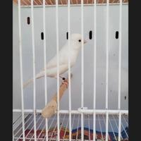 Canarino bianco