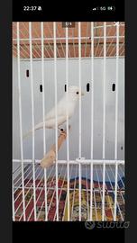 Canarino bianco