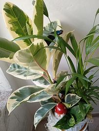 Tris di piante 