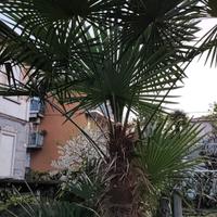 Palme da giardino 