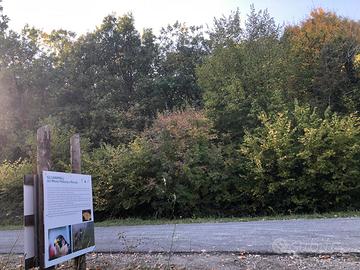 Bosco ceduo 11.300mq