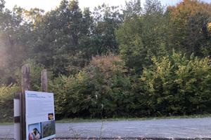 Bosco ceduo 11.300mq