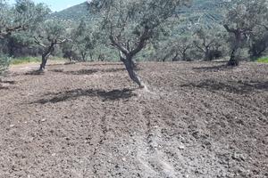 Terreno di 6 tumoli