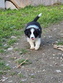 Border collie con pedigree