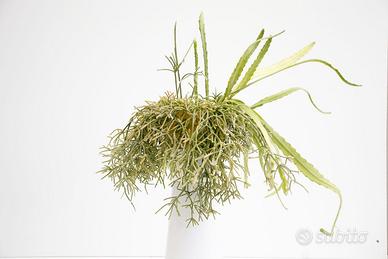Composizione Rhipsalis ed Epiphyllum