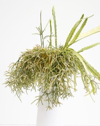 Composizione Rhipsalis ed Epiphyllum