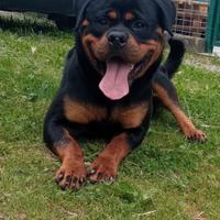 Rottweiler per monta
