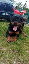 Rottweiler per monta