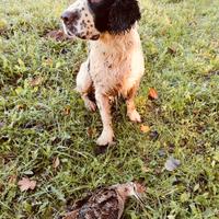 Springer spaniel