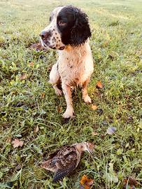 Springer spaniel