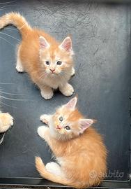 Cuccioli di Maine Coon