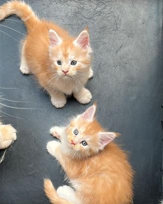 Cuccioli di Maine Coon