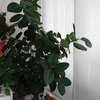 ficus e pothos grande 