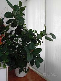 ficus e pothos grande 