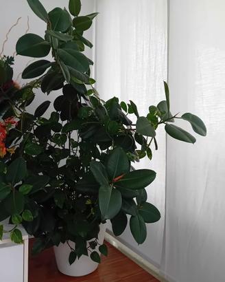 ficus e pothos grande 