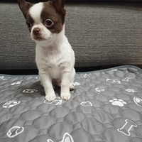 Chihuahua