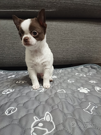 Chihuahua