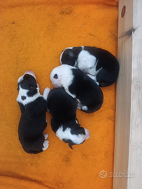 Cuccioli di border collie