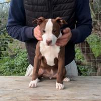 Cucciole di Pit Bull