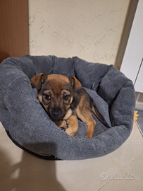 Cucciolo di piccola taglia