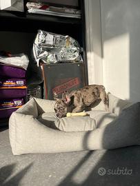 Cucciolo bulldog francese merle