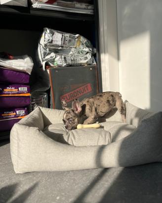 Cucciolo bulldog francese merle