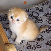 Scottish fold e straight