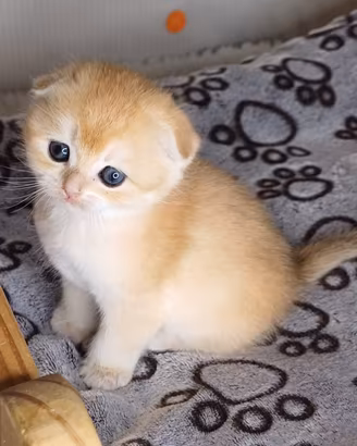 Scottish fold e straight
