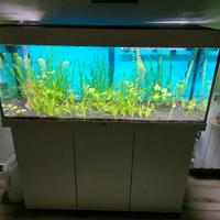 Acquario Juwel 240 litri completo con mobile 