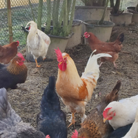 Galletti multicolore